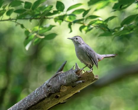 Gray Catbird at Homer Lake. Photo by Allison Branson