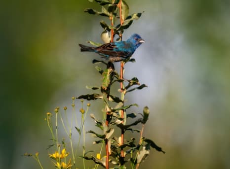 Indigo Bunting at Homer Lake. Photo by Allison Branson