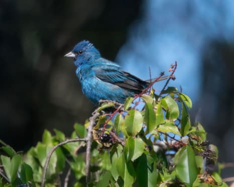 Indigo Bunting at Homer Lake. Photo by Allison Branson