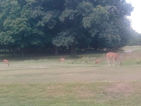 My three fawns. Photo by Eric Batsie