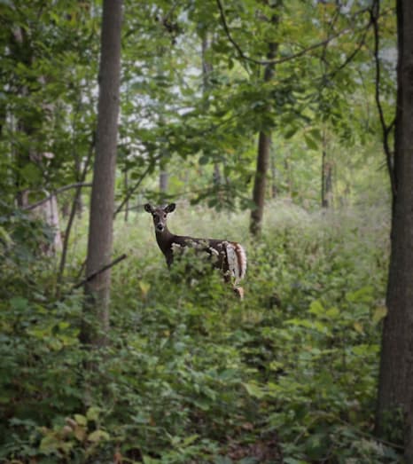 Whatcha Looking At? Photo by Lisa Schwarzentraub