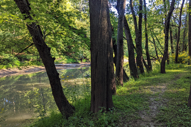 Sycamore Trail, Heron View Forest Preserve