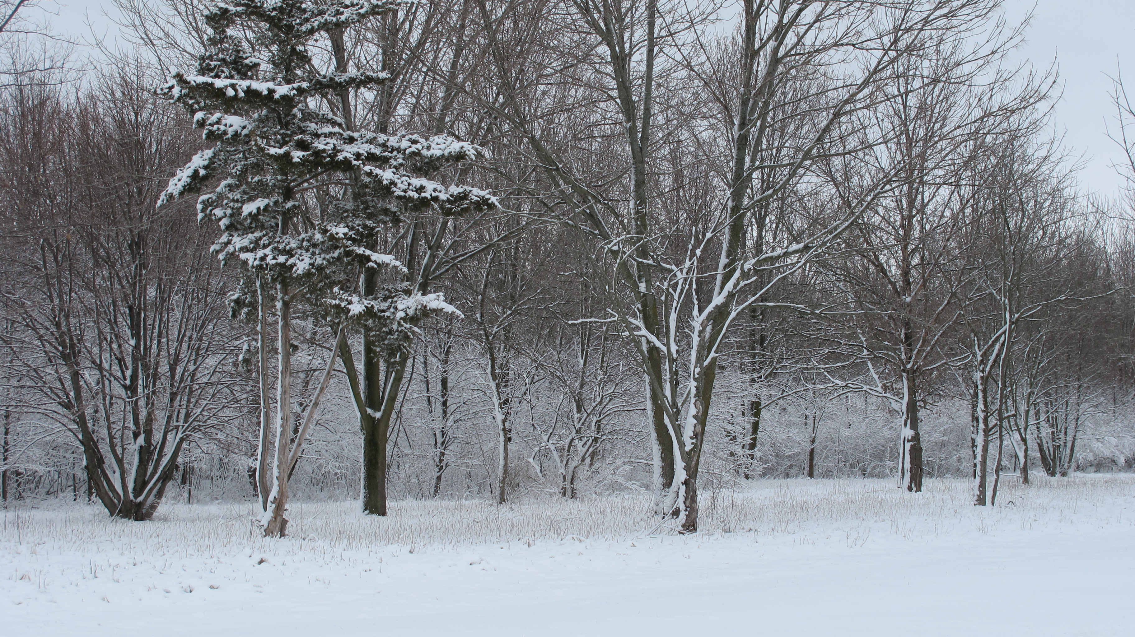 Cross Country Skiing