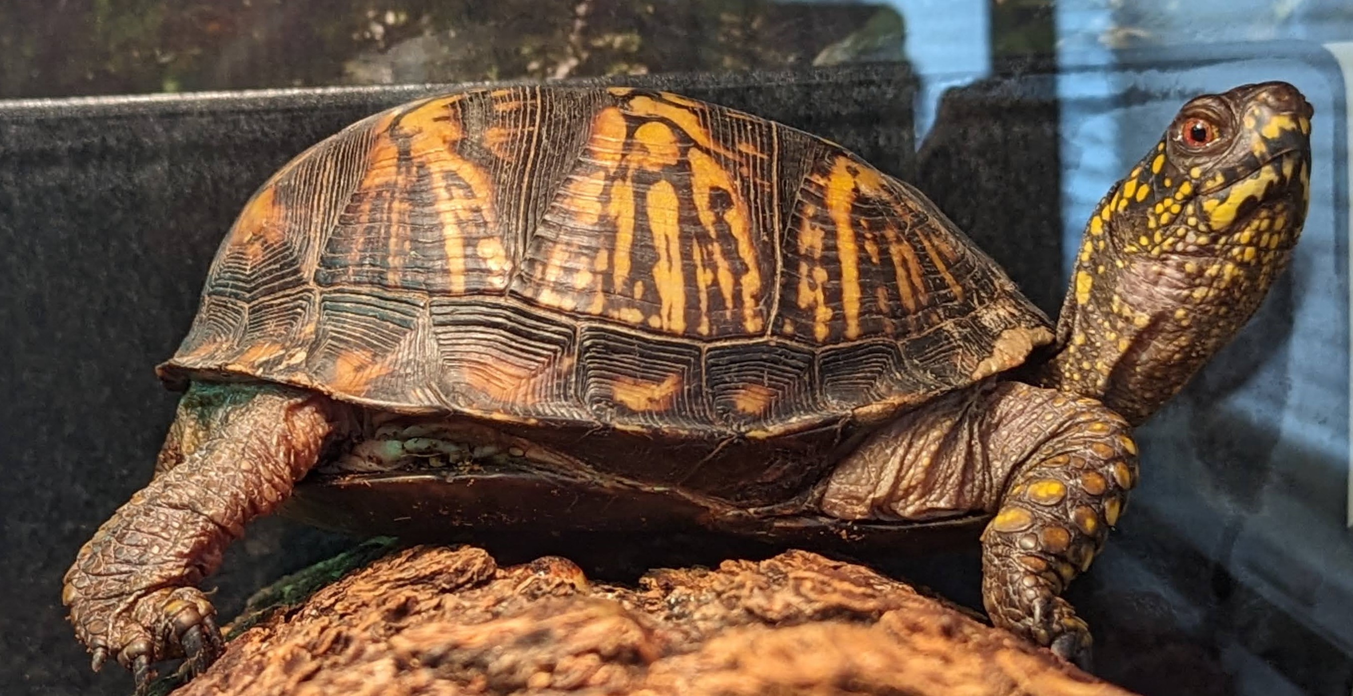 Eastern Box Turtle