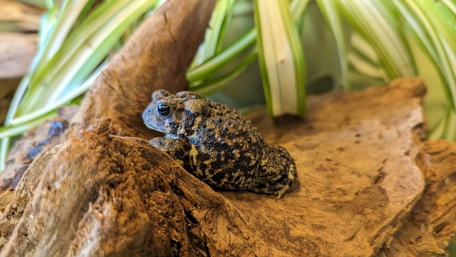 American Toad