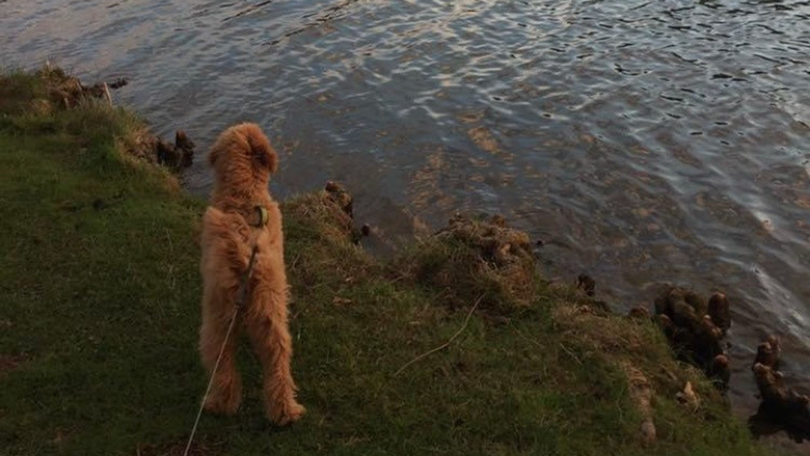 Dogs in the Preserves