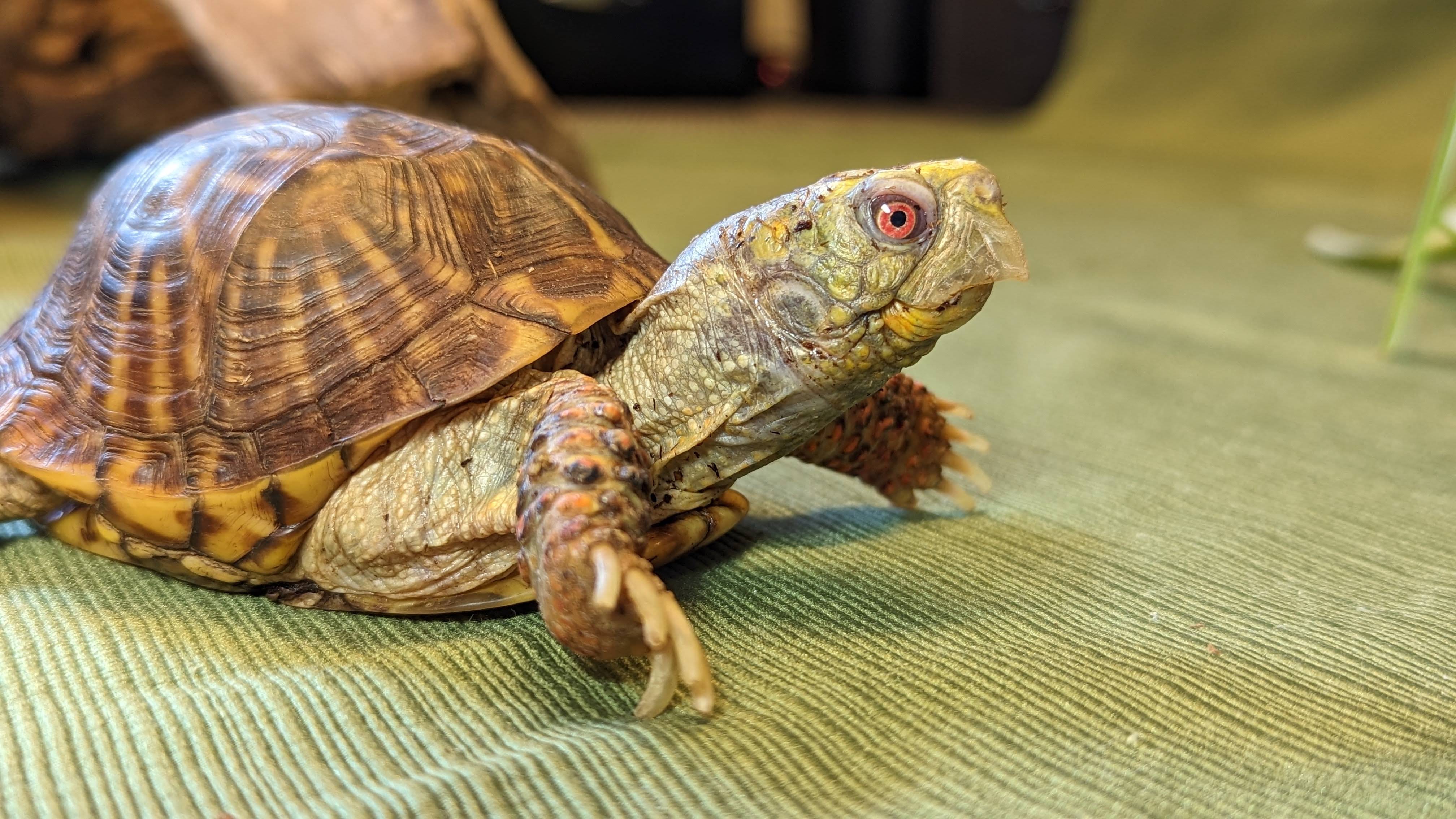Ornate Box Turtle
