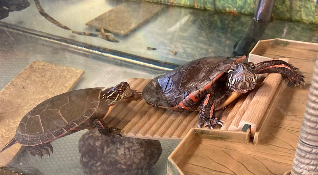 Aquatic Turtles