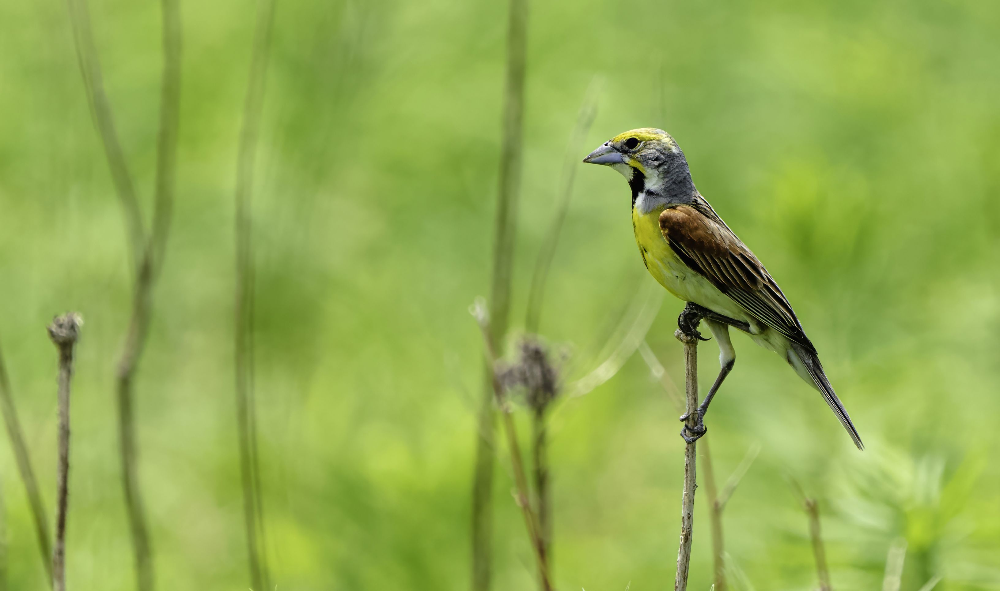 Bird Watching