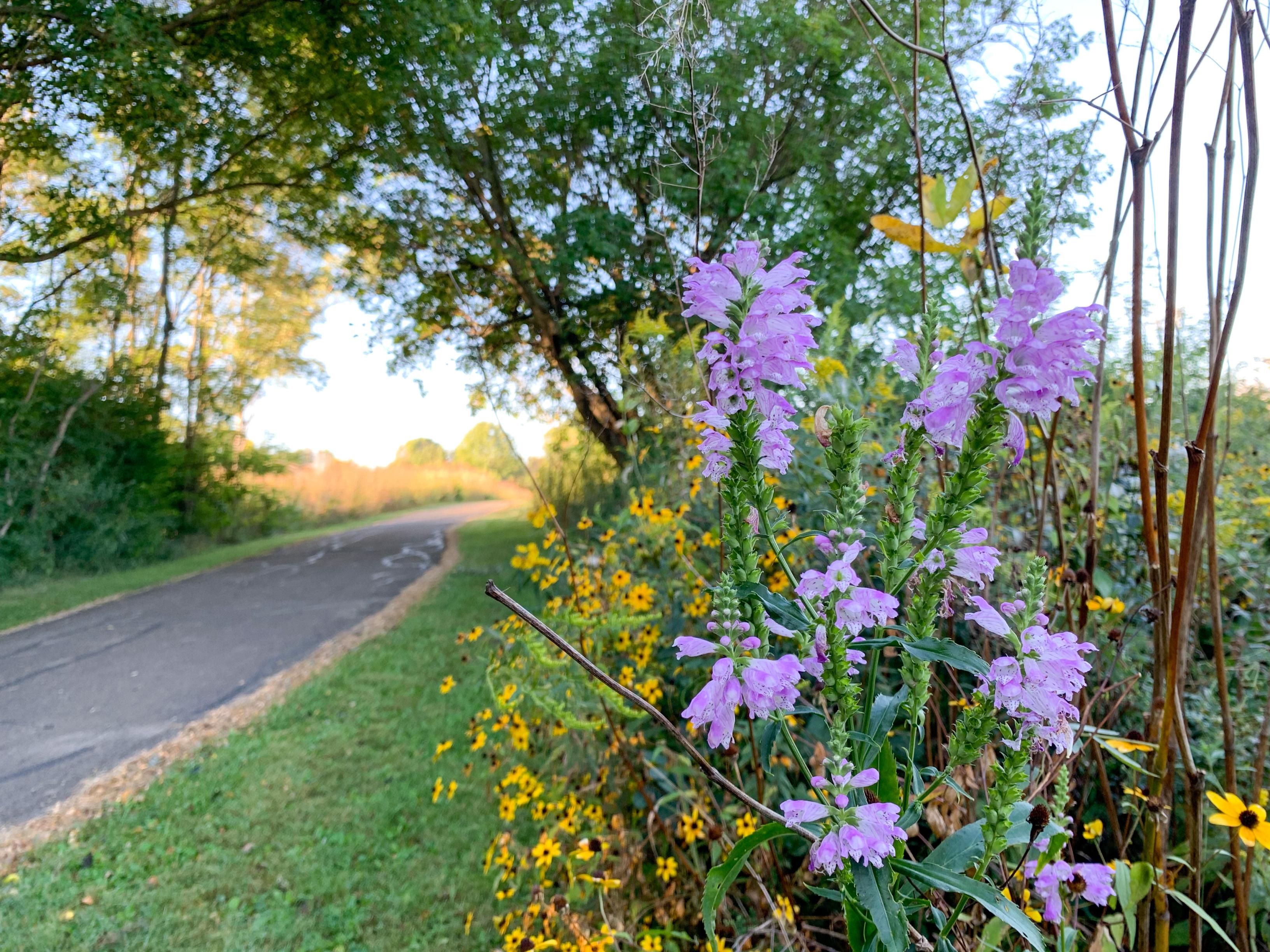 Bike Path, Buffalo Trace, Lake of the Woods Forest Preserve